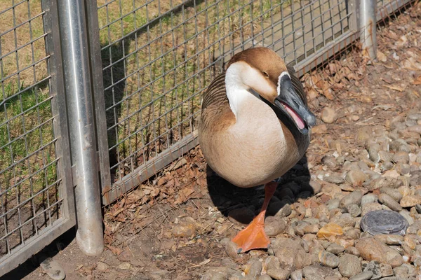 The swan goose walking over the pebbles along the fence — Stock Photo, Image