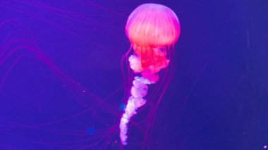 Koyu mavi suda parlayan izole ışık pembe denizanası