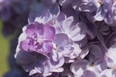 Bir demet açık mor, çift çiçekli leylak.