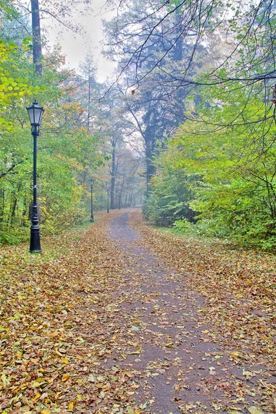 カラフルな紅葉の落葉樹林 — ストック写真