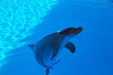 Tenerife, Kanarya Adaları 'ndaki Loro Parki' nde yunus gösterisi.