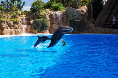 Tenerife, Kanarya Adaları 'ndaki Loro Parki' nde yunus gösterisi.