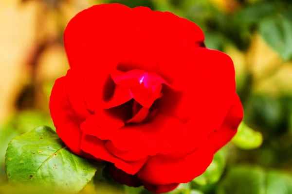 Flor Una Sola Rosa Roja — Foto de Stock