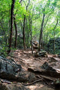 Yağmur ormanlarında yol, Vietnam.