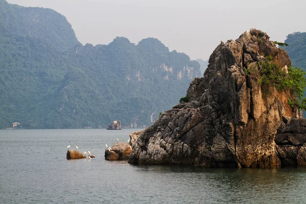 Popularne Skały Cliff Zatoce Halong Wietnam Azja Południowo Wschodnia Unesco — Zdjęcie stockowe