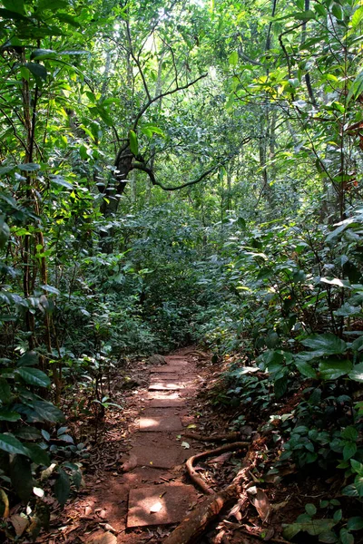 Escaleras Piedra Selva Tropical Vietnam — Foto de Stock