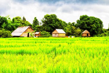 Kamboçya 'daki pirinç tarlası