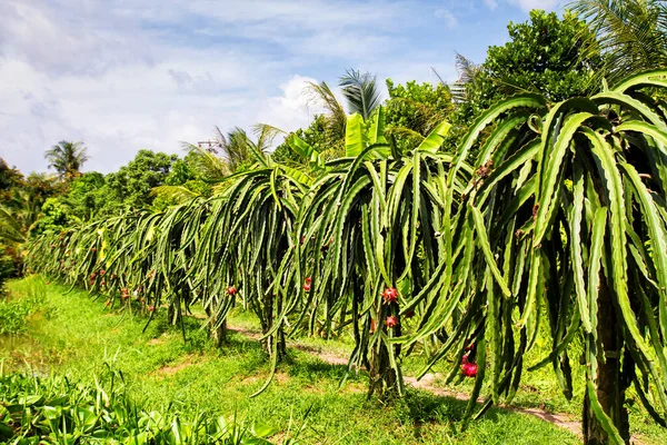 2 209 Dragon Fruit Tree Stock Photos Free Royalty Free Dragon Fruit Tree Images Depositphotos