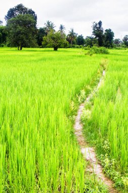 Vang Vieng, Laos 'taki pirinç tarlaları.