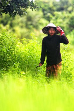 4000 DAKİKA, LAOS - 22 Eylül 2011 'de Laos' un 4000 adasında tanımlanamayan bir kadın otları kırpıyor..