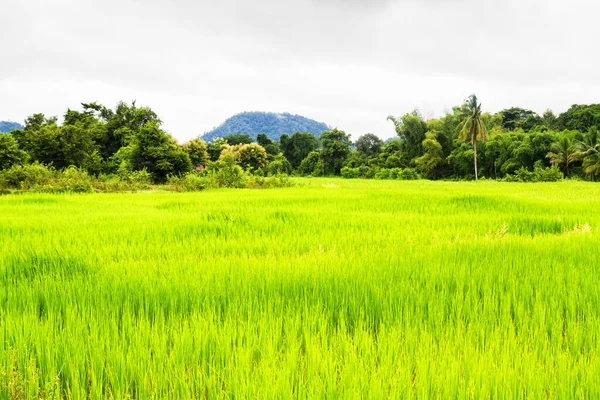 Rice Fields Vang Vieng Laos — Stock Photo, Image