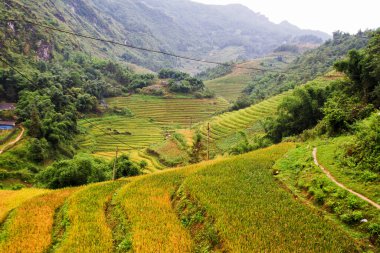 Sapa yakınlarındaki çeltik tarlaları, Vietnam