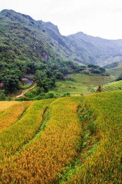 Sapa yakınlarındaki çeltik tarlaları, Vietnam