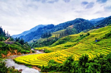 Sapa yakınlarındaki çeltik tarlaları, Vietnam
