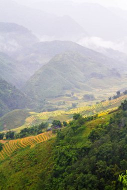 Sapa yakınlarındaki çeltik tarlaları, Vietnam
