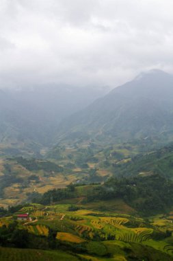 Sapa yakınlarındaki çeltik tarlaları, Vietnam