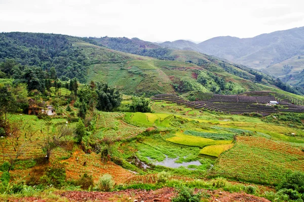 Reisfelder Der Nähe Von Sapa Vietnam — Stockfoto