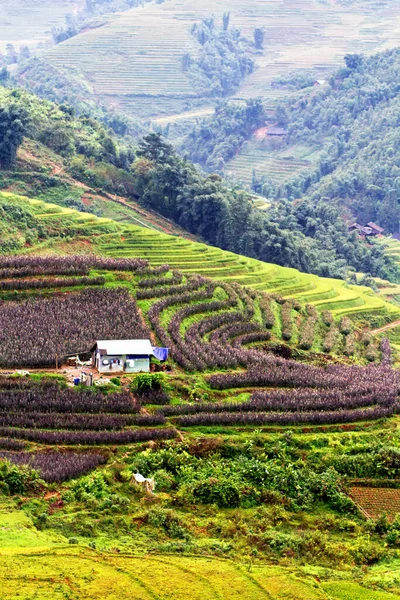 Paddy Fields Buurt Van Sapa Vietnam — Stockfoto