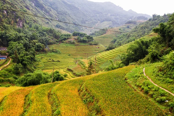 Reisfelder Der Nähe Von Sapa Vietnam — Stockfoto