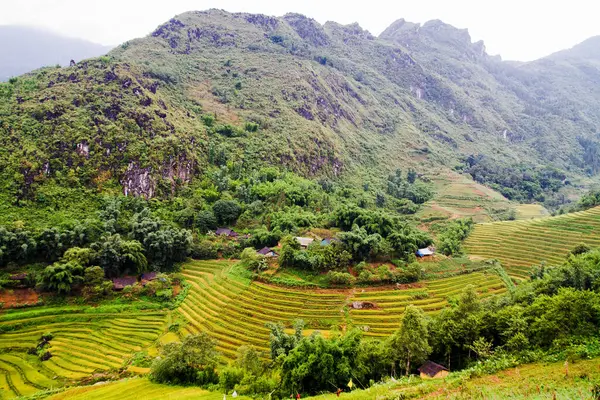 Reisfelder Der Nähe Von Sapa Vietnam — Stockfoto