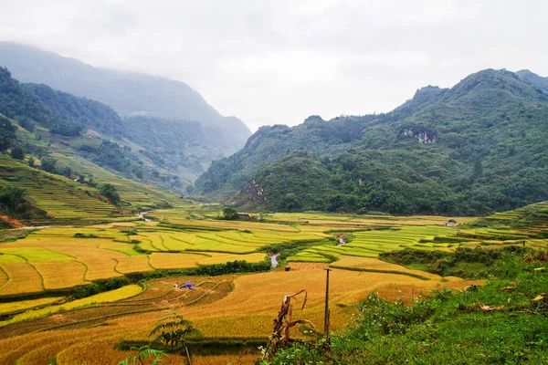 Reisfelder Der Nähe Von Sapa Vietnam — Stockfoto