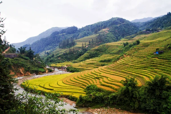 Paddy Fält Nära Sapa Vietnam — Stockfoto