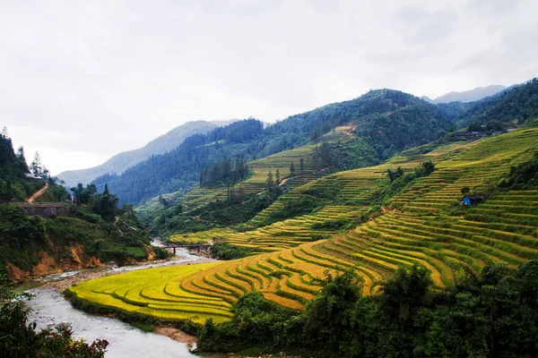 Reisfelder Der Nähe Von Sapa Vietnam — Stockfoto