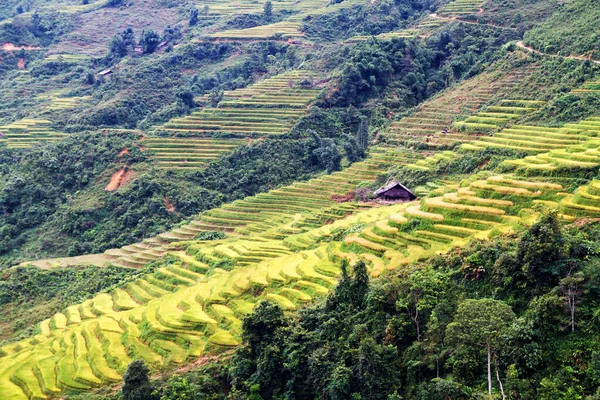 Paddy Fields Buurt Van Sapa Vietnam — Stockfoto
