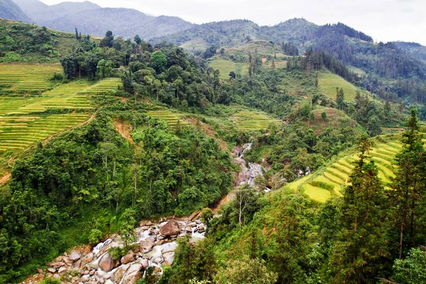 Paddy Fält Nära Sapa Vietnam — Stockfoto