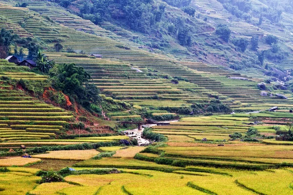 Campos Arroz Cerca Sapa Vietnam — Foto de Stock