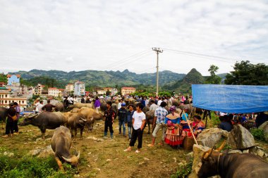 BAC HA, VIETNAM - 29 Eylül 2011 'de Bac Ha' da bufalo ve diğer hayvanları alıp satan tanımlanamayan kişiler. Burası Vietnam 'ın kuzeyindeki en ünlü bufalo pazarı.