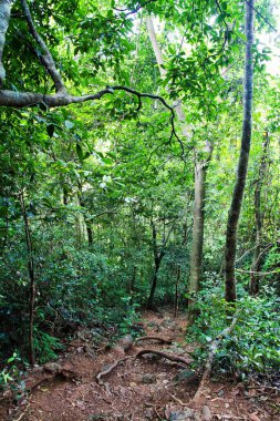 Yağmur ormanlarında taş merdivenler, Vietnam.