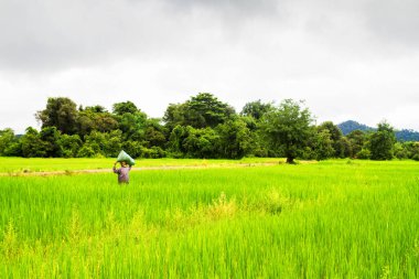 Vang Vieng, Laos 'taki pirinç tarlaları.