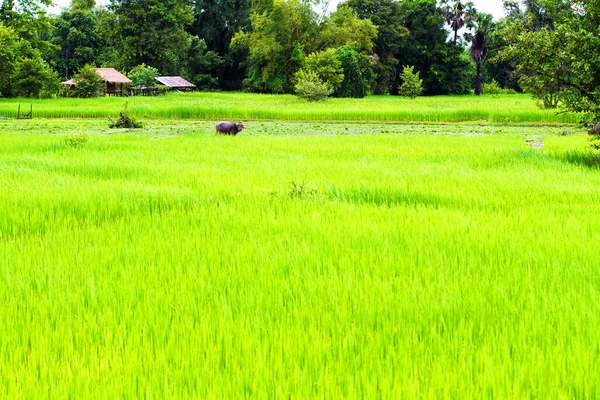 Reisfelder Vang Vieng Laos — Stockfoto