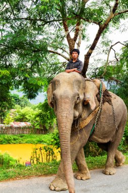 LUANG PRABANG, LAOS - 28 Eylül 2011 'de Luang Prabang, Laos yakınlarında bir filin üzerinde oturan bir adam.