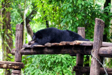 Playground for bears, Laos clipart