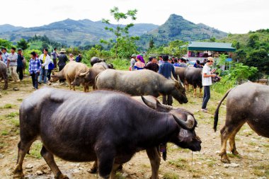 BAC HA, VIETNAM - 29 Eylül 2011 'de Bac Ha' da bufalo ve diğer hayvanları alıp satan tanımlanamayan kişiler. Burası Vietnam 'ın kuzeyindeki en ünlü bufalo pazarı.