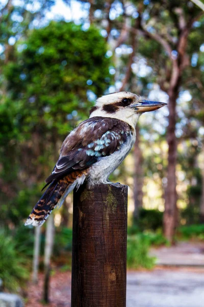 笑Kookaburra鸟坐在栖木上 — 图库照片