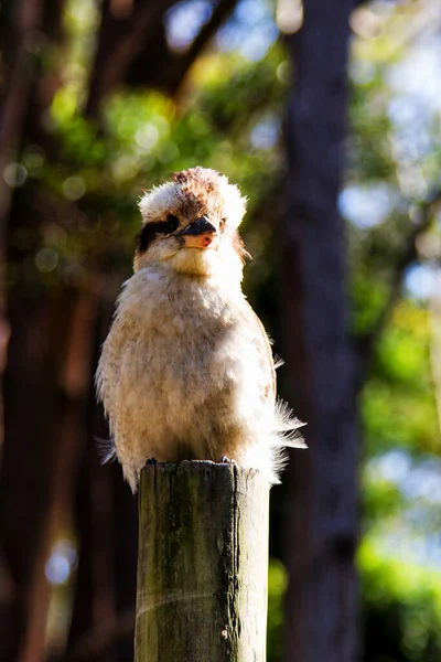 笑Kookaburra鸟坐在栖木上 — 图库照片