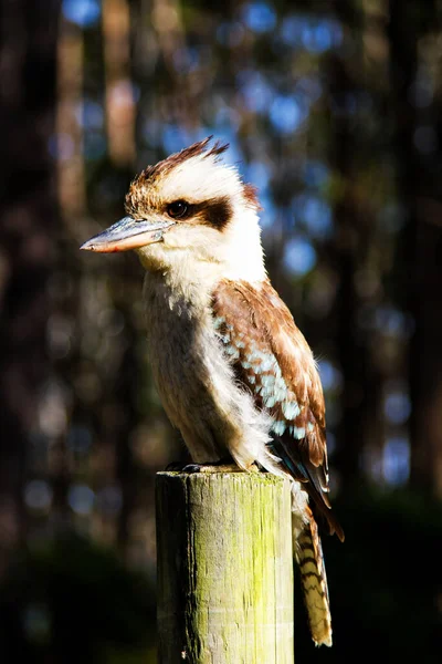 Laughing Kookaburra bird sitting on a perch.