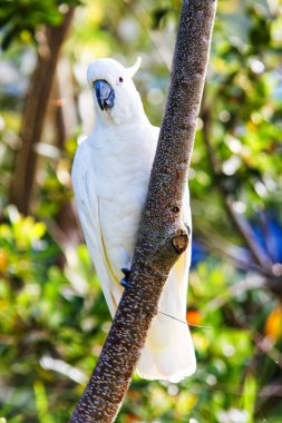 Sülfür armalı kakadu (Cacatua galerita)