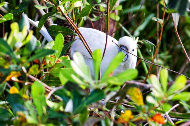 Sülfür armalı kakadu (Cacatua galerita)