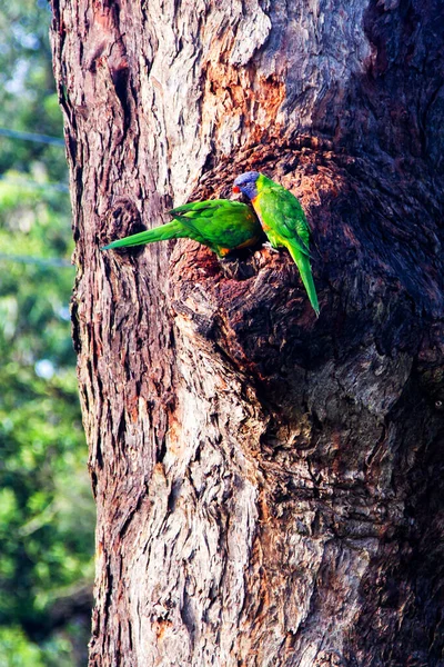 Australian Rainbow Lorikeets Royal National Park New South Wales Australia — Stock Photo, Image