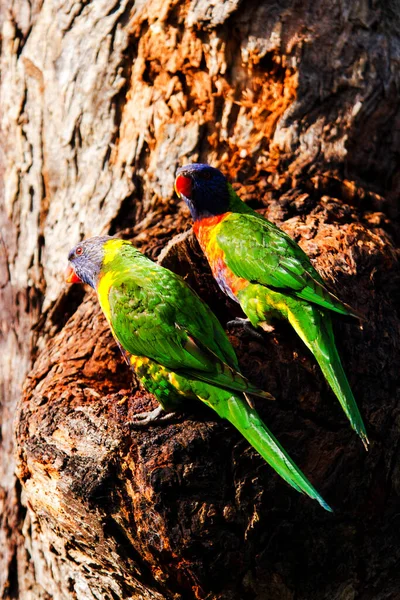 Lori Arco Iris Australiano Parque Nacional Real Nueva Gales Del —  Fotos de Stock