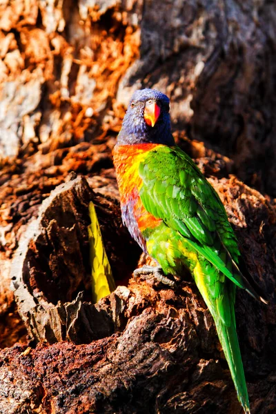 Australian Rainbow Lorikeets Royal National Park New South Wales Australia — 스톡 사진