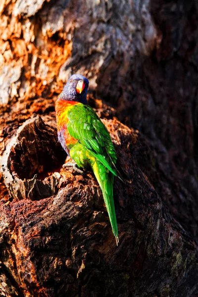 Australian Rainbow Lorikeets Royal National Park New South Wales Australia — 스톡 사진
