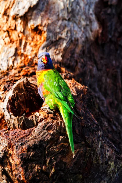 Australian Rainbow Lorikeets Royal National Park New South Wales Australia — 스톡 사진