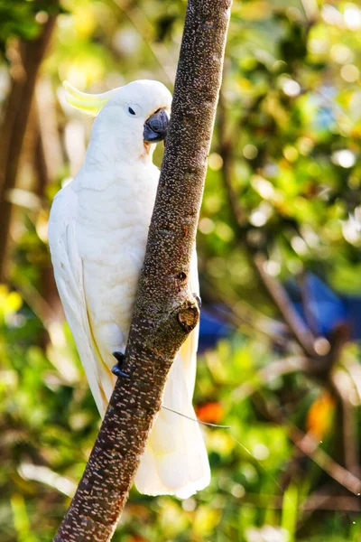 硫黄クレストコカトゥー Cacatua Galerita — ストック写真