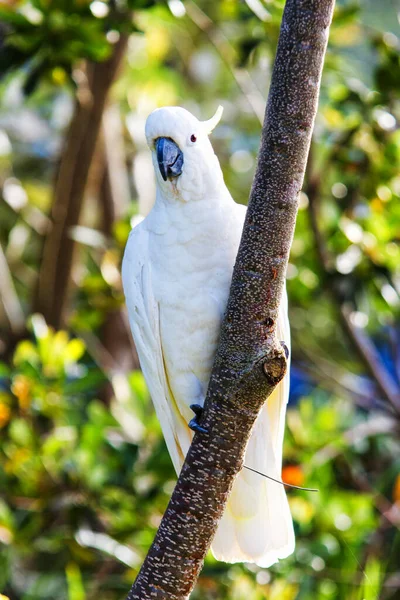 Cacatúa Crestada Azufre Cacatua Galerita — Foto de Stock