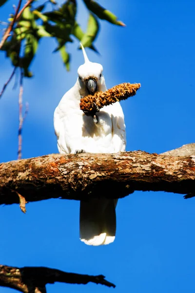 Sulphur Crested Cockatoo Cacatua Galerita — 图库照片